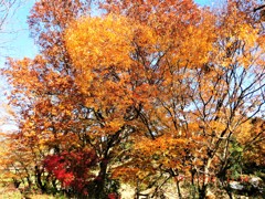 里山の秋