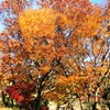 里山の秋