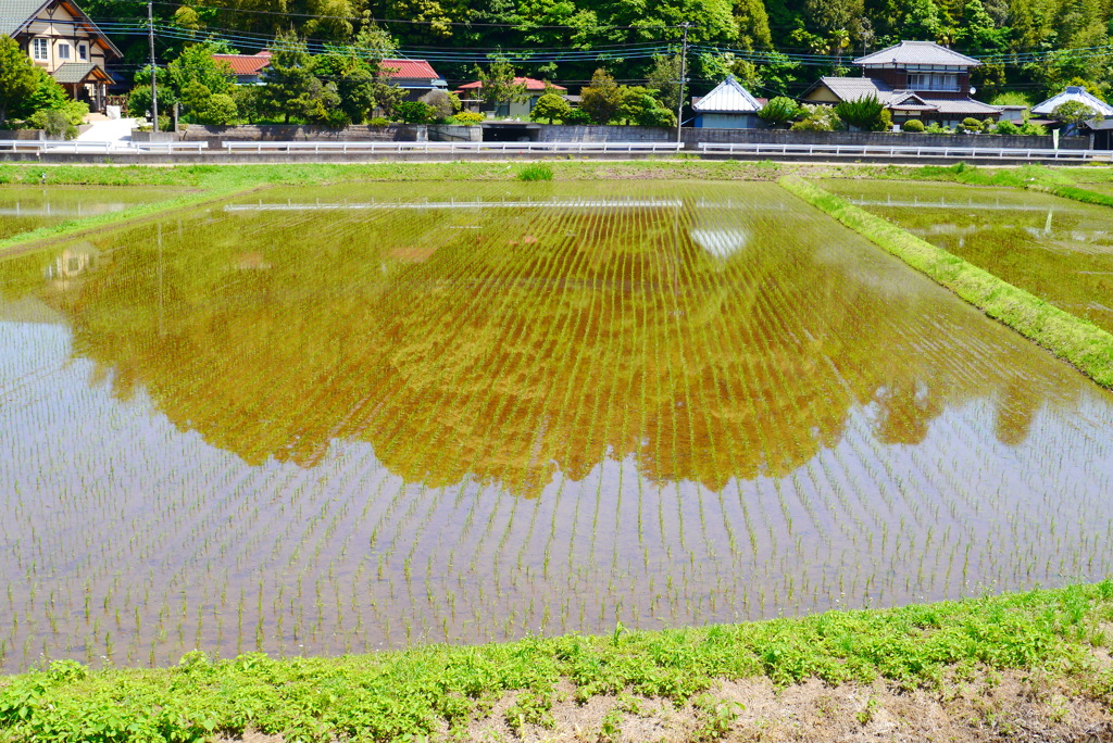 田植え　水面を渡る風