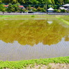 田植え　水面を渡る風