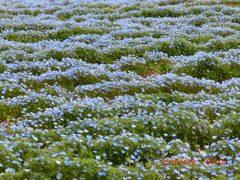 ネモフィラの丘