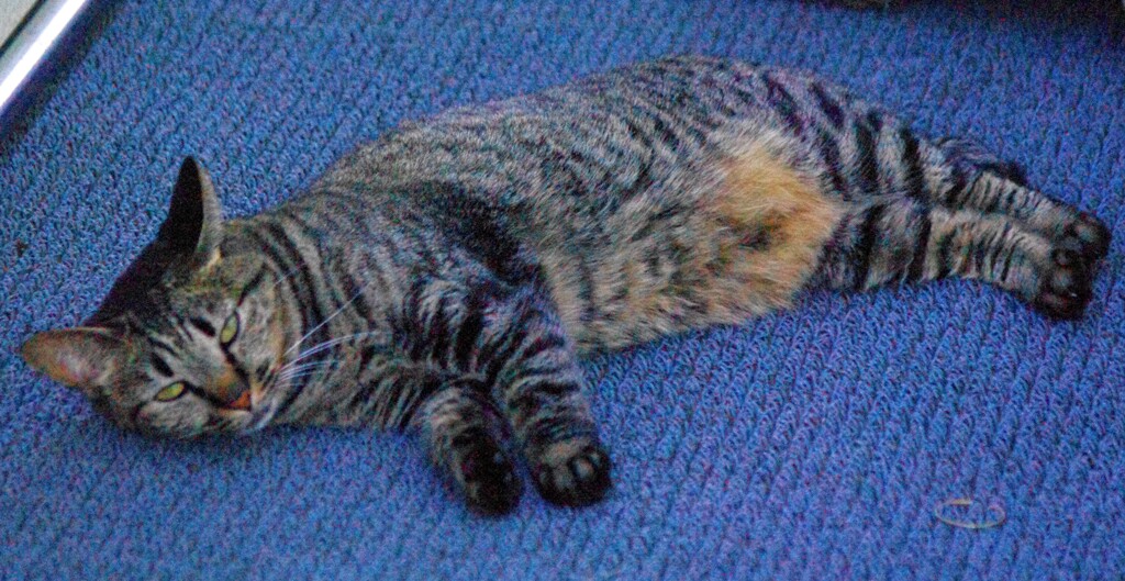 相変わらず「にゃん相」が悪い…