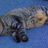 相変わらず「にゃん相」が悪い…