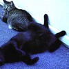 暑くてかないません