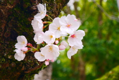 古木に…