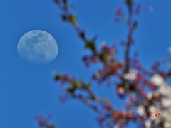 11夜の月