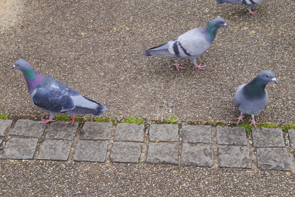 ハトにそっぽを向かれた