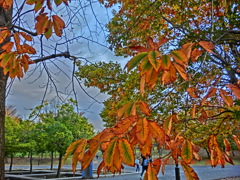 紅葉　黄葉　高揚