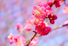 花見日和(1)