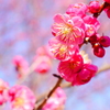 花見日和(1)