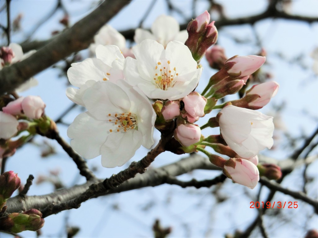 無理やり開花宣言