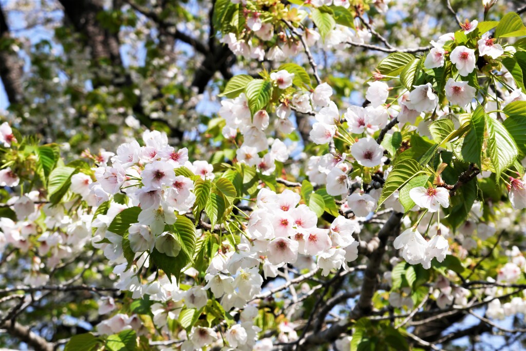 山桜