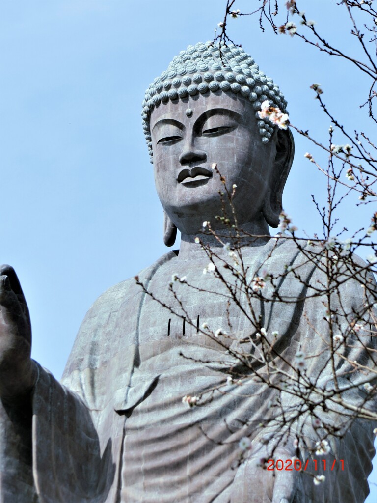 一足早い開花(小福桜)