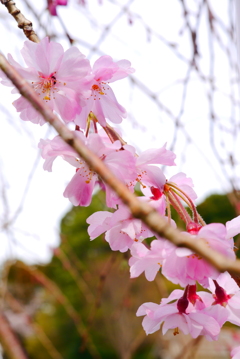 枝垂桜も…