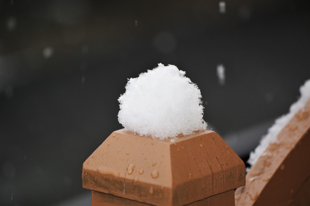 今朝の雪