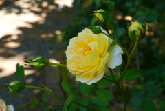 ローズガーデンね