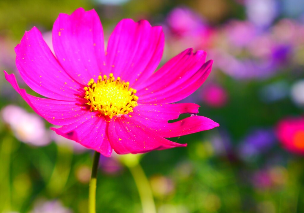 花粉1