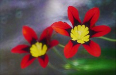 木漏れ日に咲く