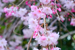 枝垂桜は…もう少し…