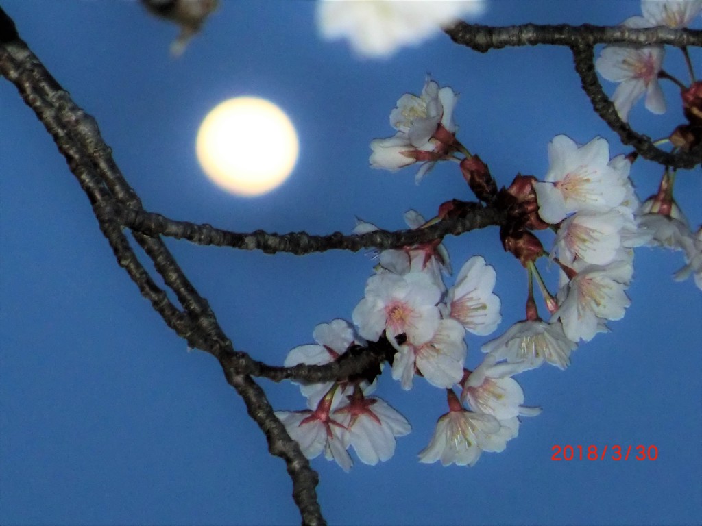 夜桜見物