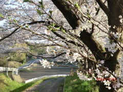 桜道