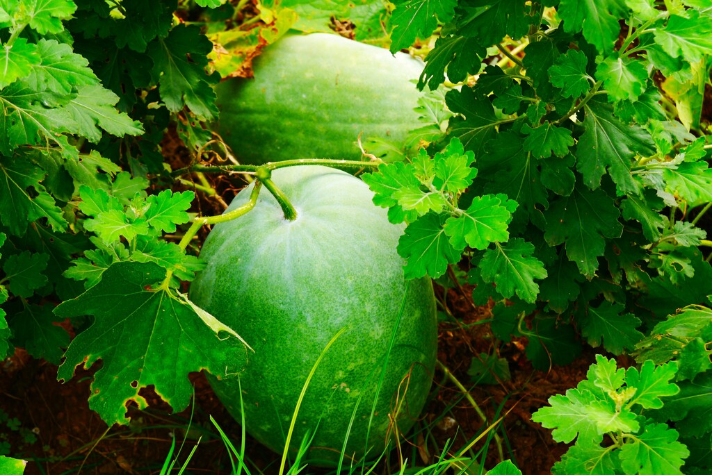 秋の気配　収穫待ち