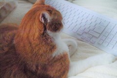 ちょっと今忙しいの