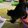 猫ガーデン2