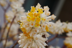 これも何の花かな？