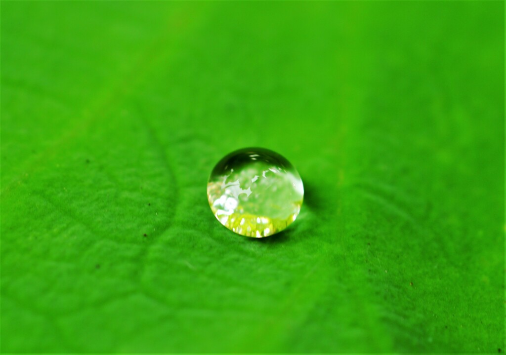 梅雨空から一粒の贈り物