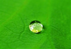 梅雨空から一粒の贈り物
