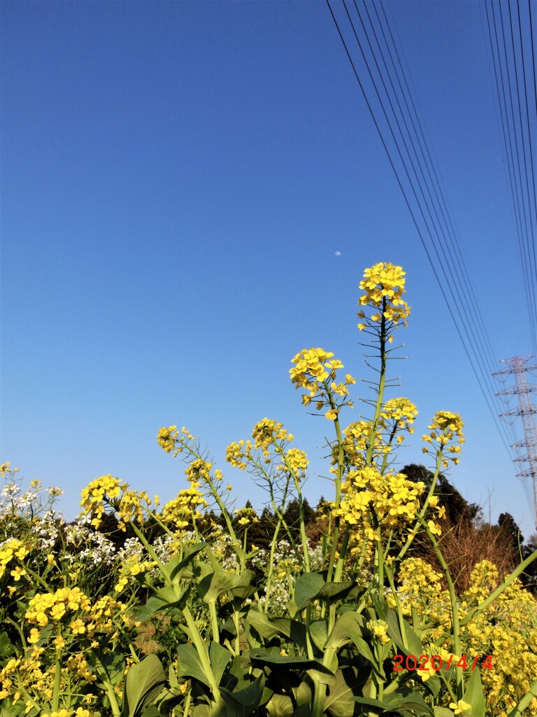 菜の花や・・・月は東に・・・邪魔な電線