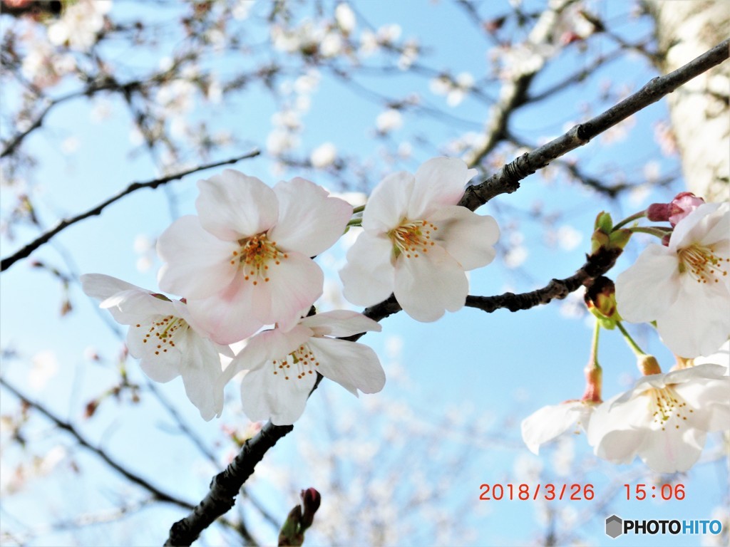 開花宣言！