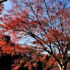 紅葉を狩りに3