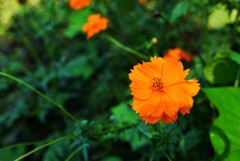 野生種は元気