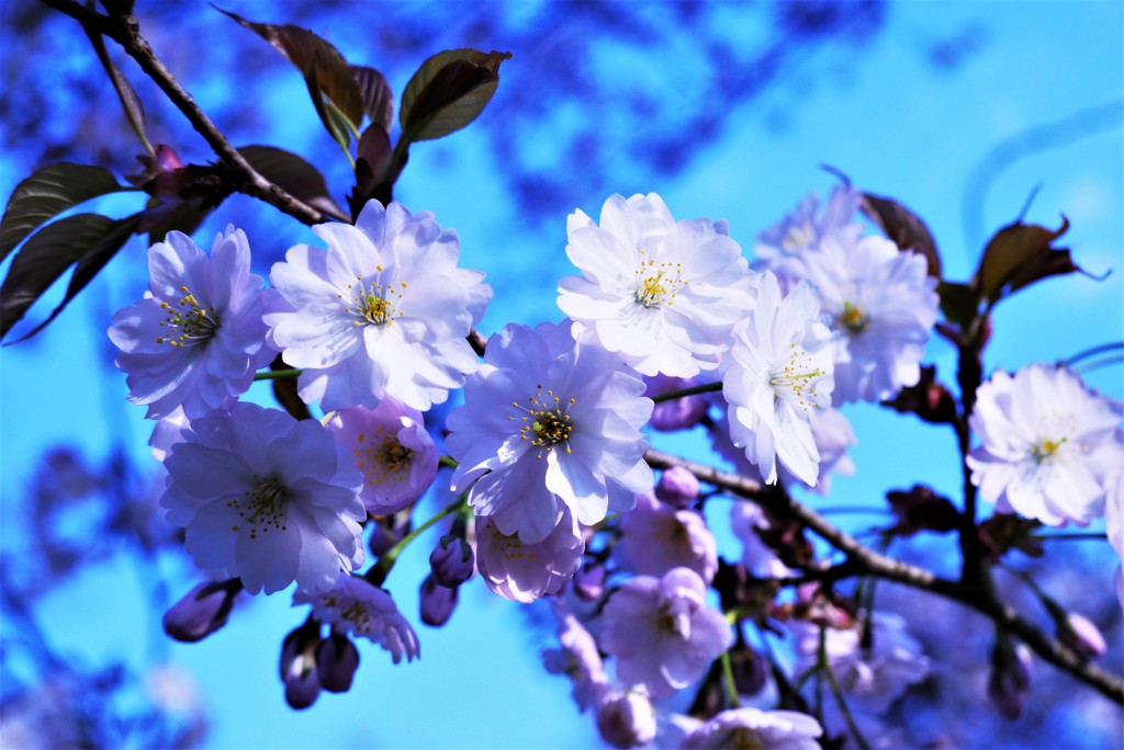 桜満開