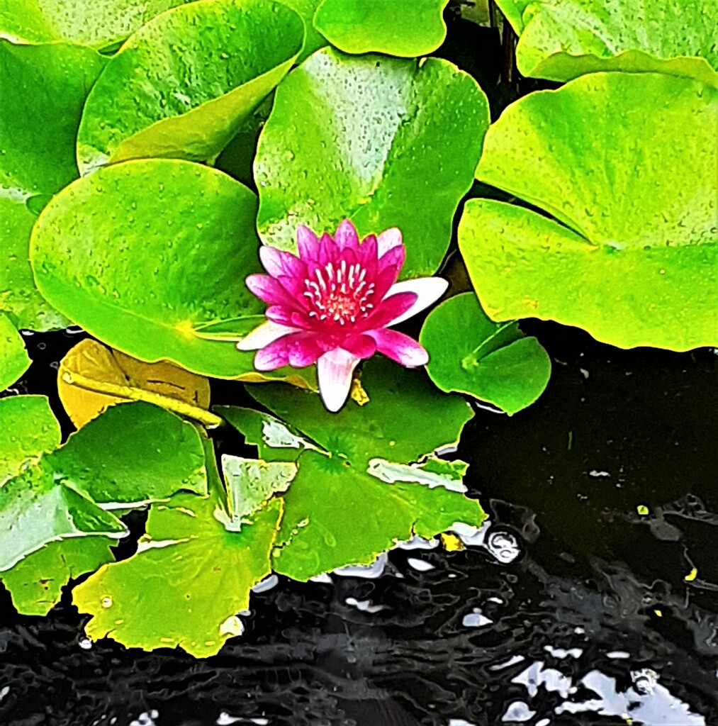 睡蓮