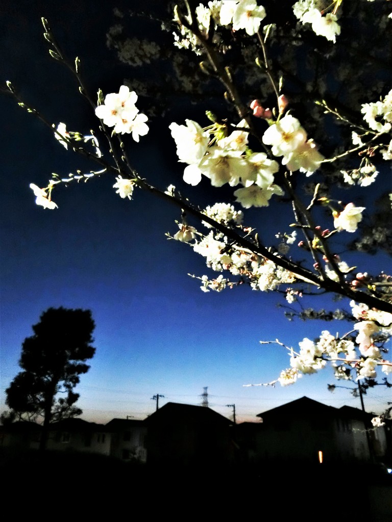 桜とグラディエーション