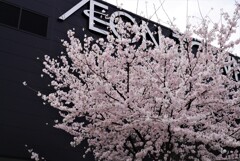 ショッピングモールの桜