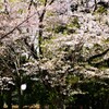花びら舞う