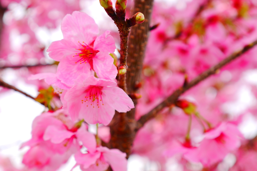 「陽光桜」は早咲き