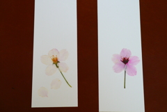 桜の栞(製作途中)