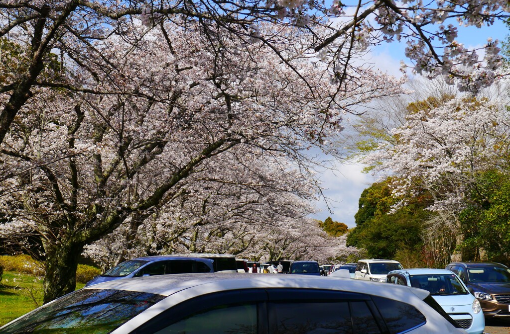 花見客(再投稿)