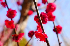 花見日和(3)