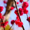 花見日和(3)