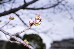 ま～だだよ