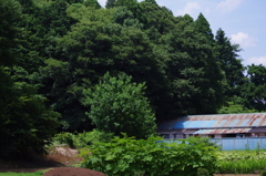 夏を待つ5　廃屋