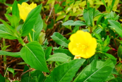 道端の花