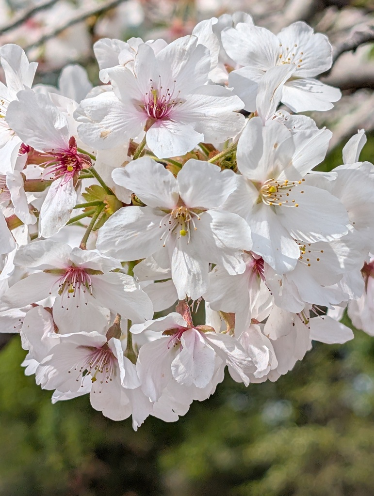 お花見の…続き