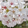 お花見の…続き